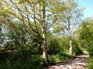 Wirral Country Park