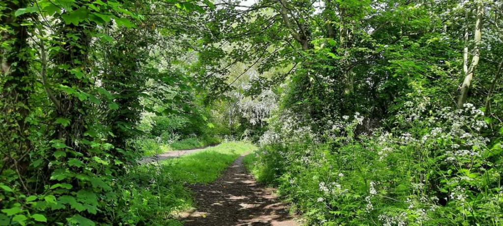 Photograph of Wirral Way path in dappled shade