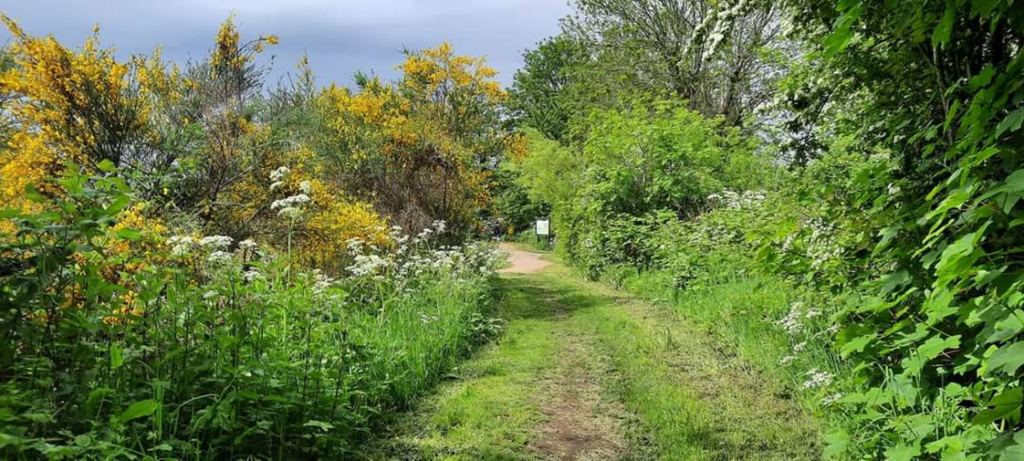 Photograph of Wirral Way path surrounded by trees and plants in summer