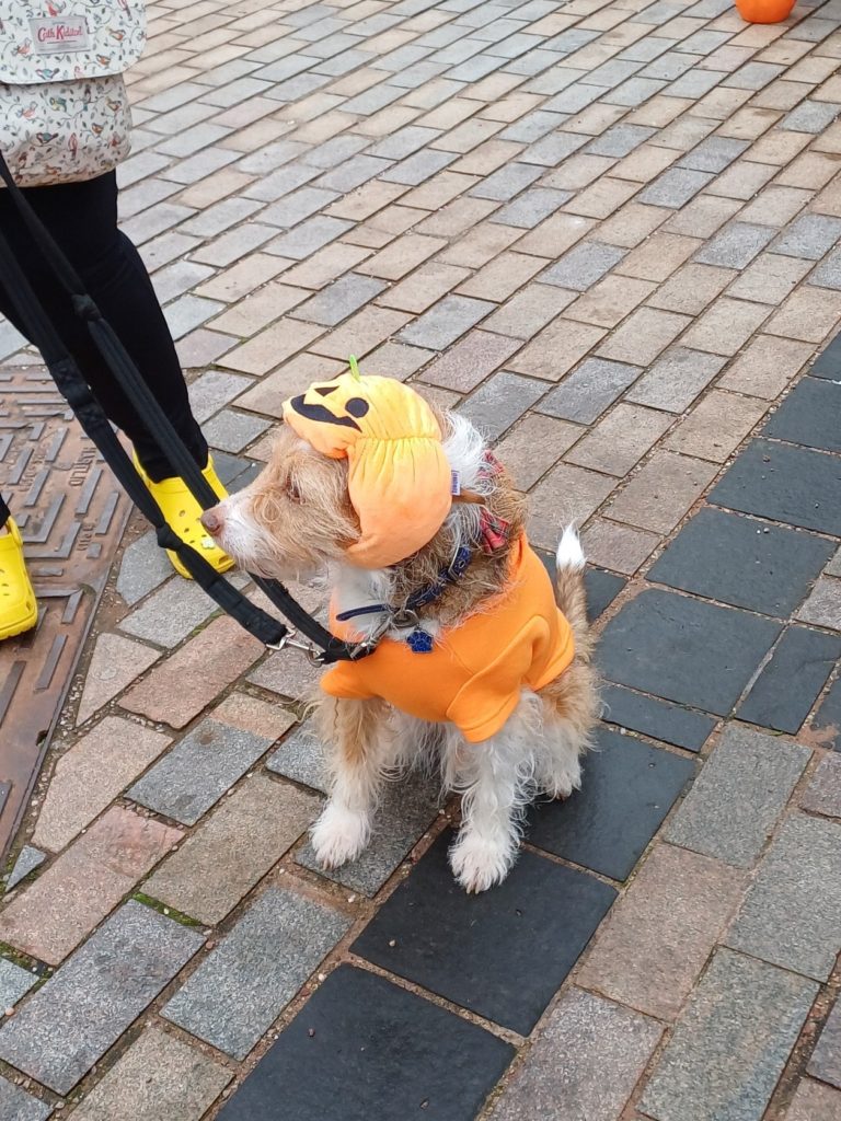Dog dressed as pumpkin
