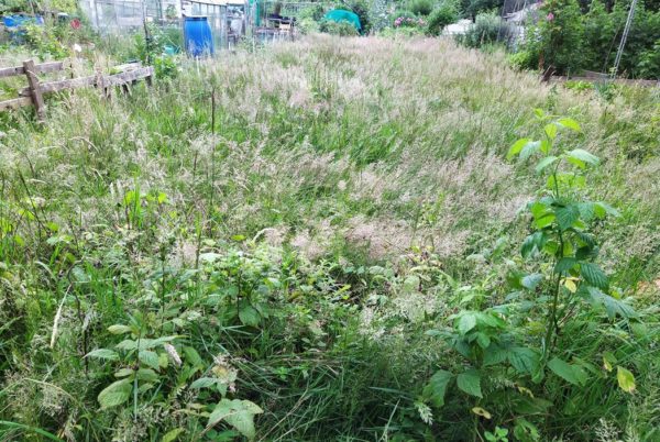 In July 2020 an enthusiastic new allotmenteer took on an overgrown plot….