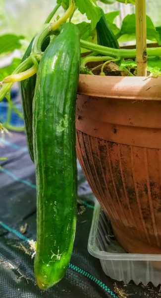Worth the wait – a cucumber ready to be picked