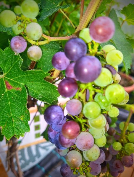 September – allotment grapevine