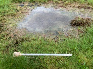Photograph 3 Breeding pool with central “cloud” of densely packed larvae and pupae.															
