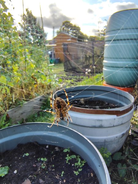 a spider on its web