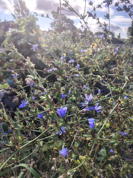 purple flowers