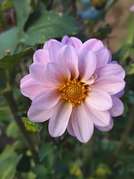 pink flower