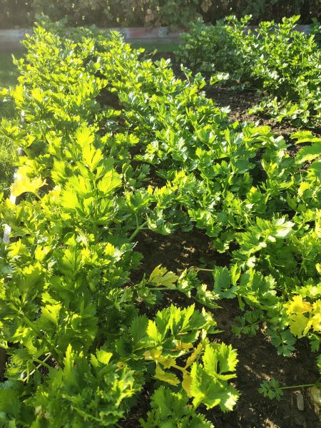 crops