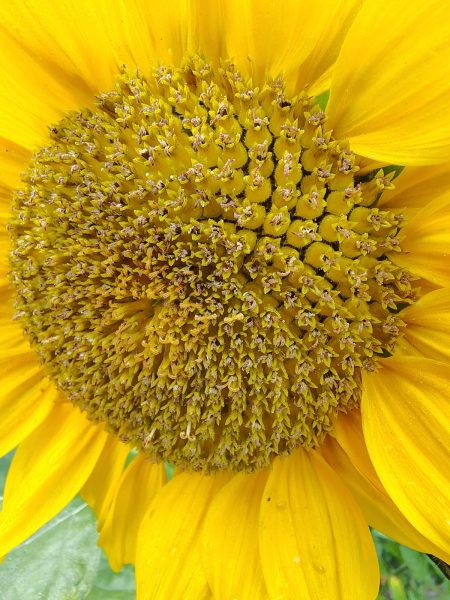 sunflowers