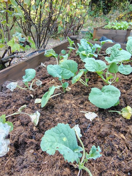crops growing