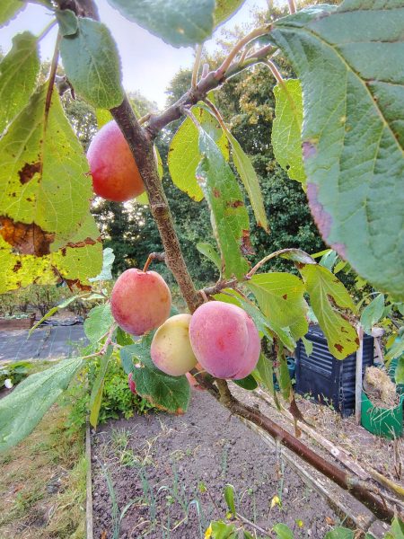 plum tree