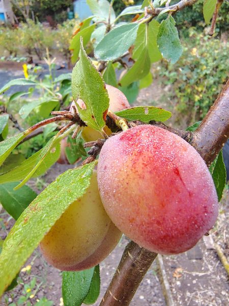 plums