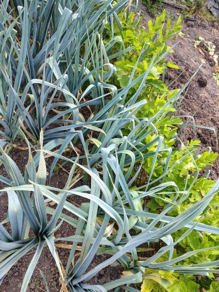 crops