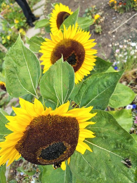 sunflowers